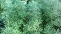 pontica_20140830103901708.jpg