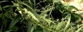 Artemisia-amygdalina.jpg